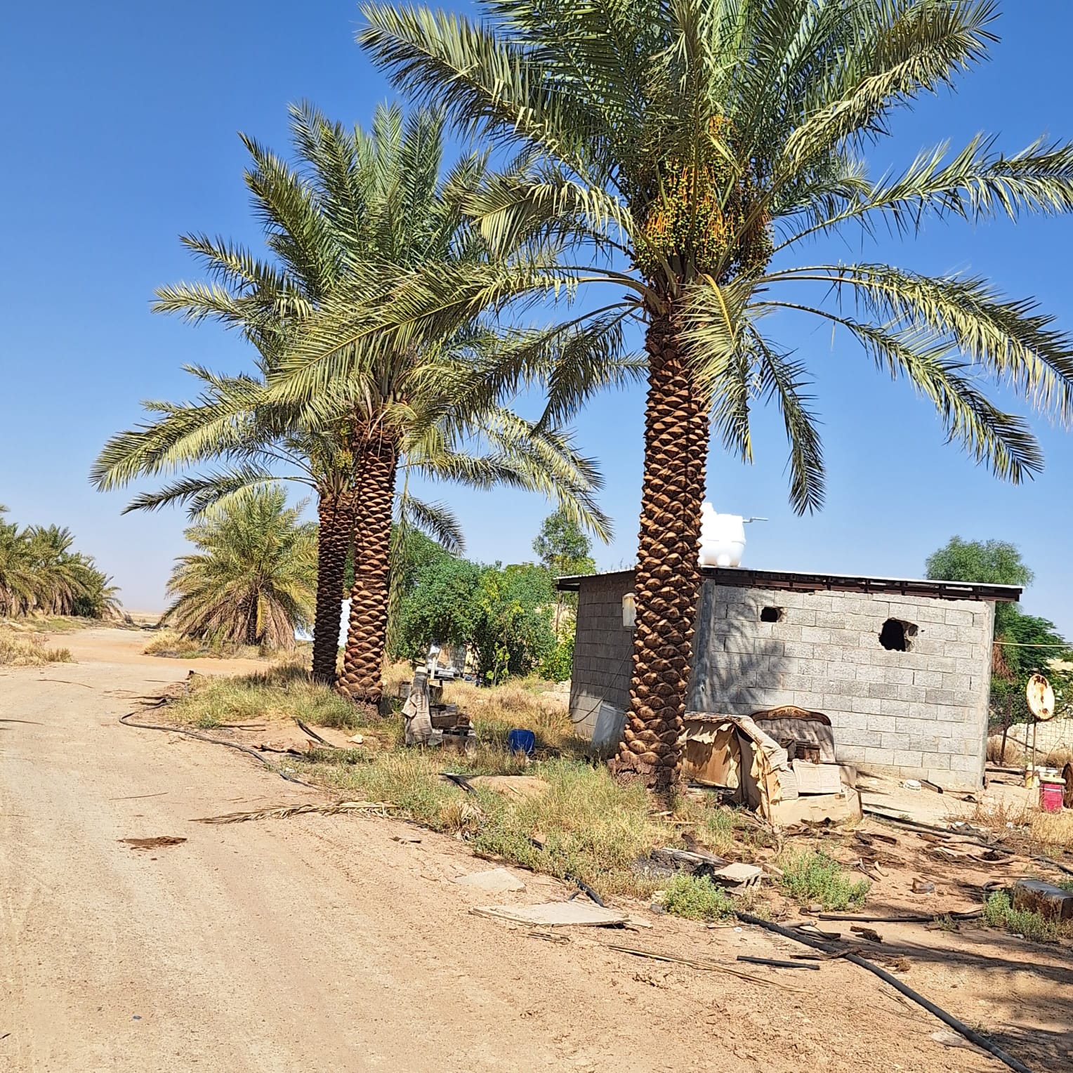 توريد وزراعة النخيل